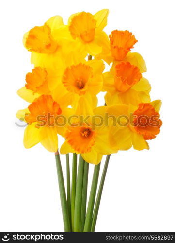 Daffodil flower or narcissus bouquet isolated on white background cutout