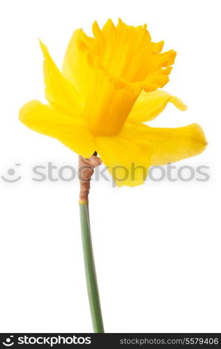 Daffodil flower or narcissus isolated on white background cutout