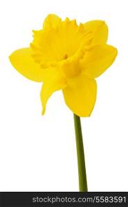 Daffodil flower or narcissus isolated on white background cutout