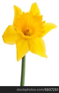 Daffodil flower or narcissus isolated on white background cutout