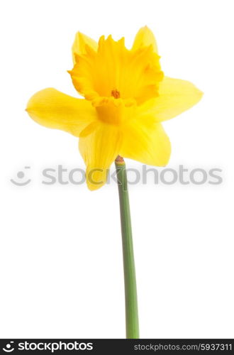 Daffodil flower or narcissus isolated on white background cutout