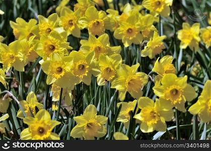 Daffodil flowers at full bloom early spring season