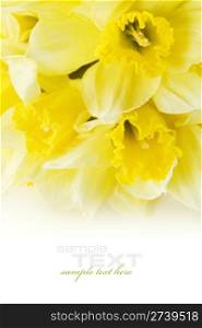 daffodil isolated on white background with sample text