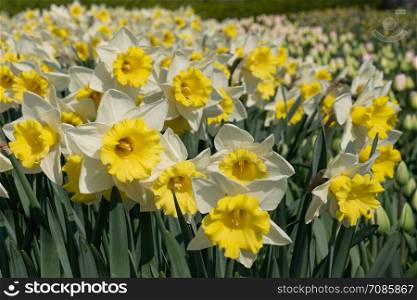 Daffodil (Narcissus), flowers of springtime