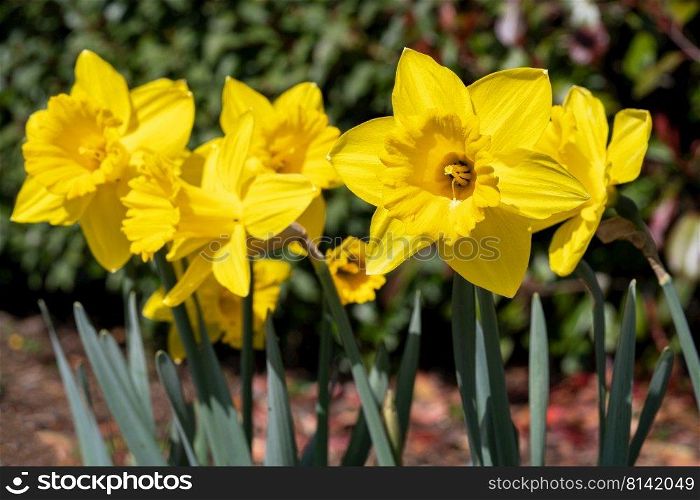 Daffodil  Narcissus , flowers of springtime