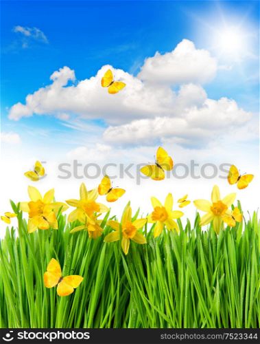 Daffodils easter flowers in green grass. Spring landscape with butterflies and sunny blue sky