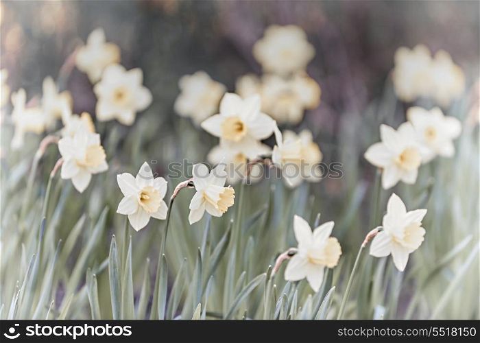 Daffodils. Field of blooming white daffodil flowers in spring
