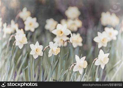 Daffodils. Field of blooming white daffodil flowers in spring