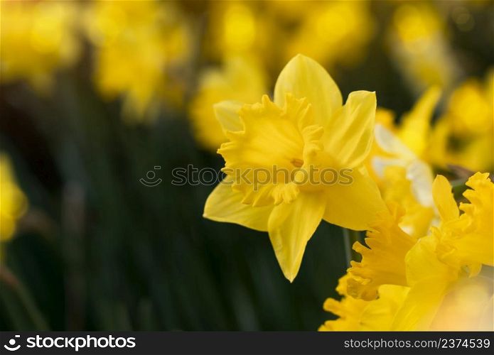 Daffodils flowers blooming in the spring, Yellow flowers against blurry natural background.