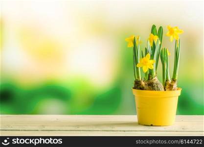 Daffodils in a flowerpot on a shelf in the spring