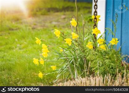 Daffodils in a garden with green grass next to a blue country house in the spring