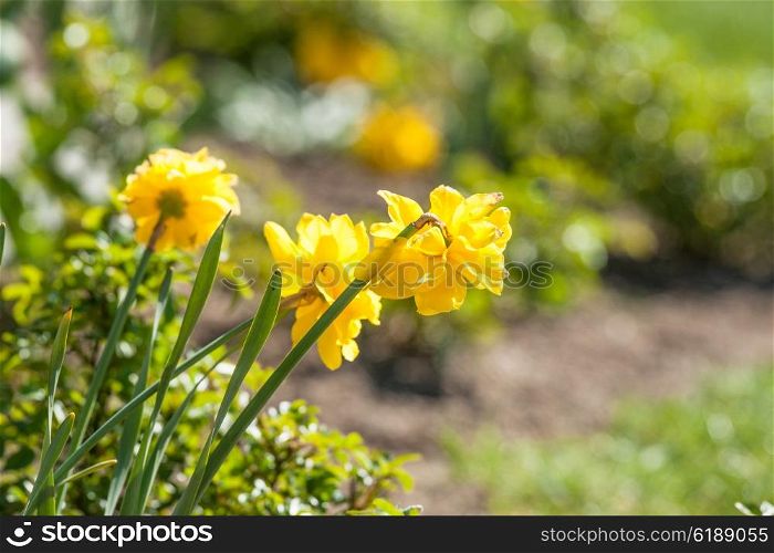 Daffodils in a home garden in the spring