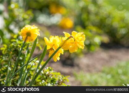 Daffodils in a home garden in the spring