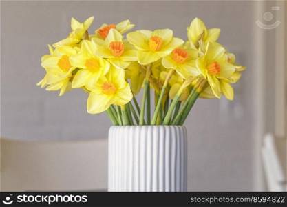 Daffodils in a white vase in the springtime blooming in beautiful yellow colors