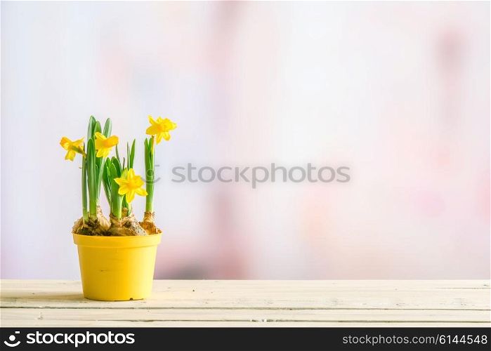 Daffodils in a yellow flowerpot on wooden planks on a violet background