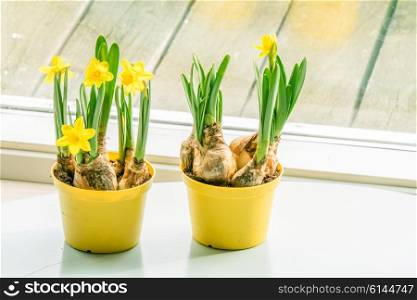 Daffodils in flowerpots at a window in the springtime