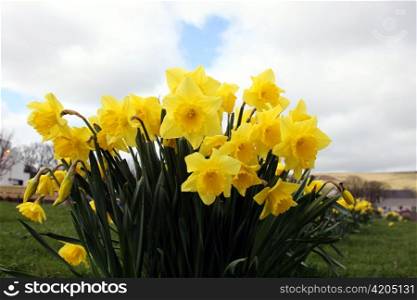 Daffodils in Full Bloom
