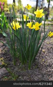 daffodils in garden.spring landscape.