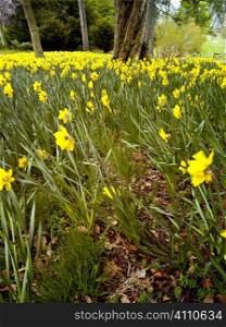 Daffodils in Ladykirk, County of Berwick, Scottish Borders