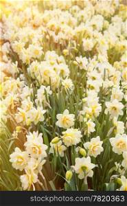 daffodils in the field