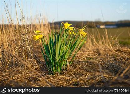 Daffodils on a dry meadow in the early spring with a farm in the background