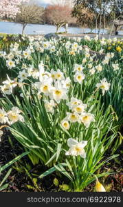 Dafodils are in bloom along Lake Washington in Spring.