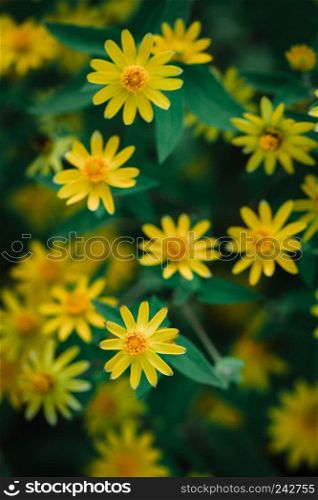 Dahlberg daisy texture background