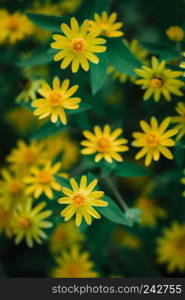 Dahlberg daisy texture background