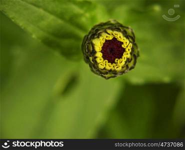 dahlia bud greenyellow. A dahlia bud in summer