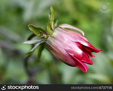 dahlia bud half open. half-open bud of a dahlia in summer