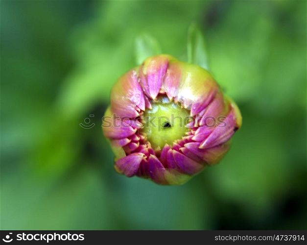 dahlia bud pink. pink bud of a dahlia in summer