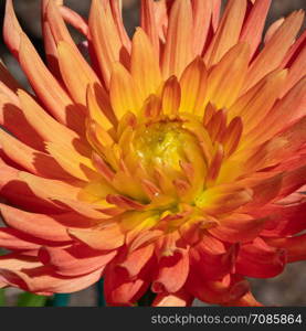 Dahlia (Dahlia), flowers of summer