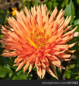 Dahlia (Dahlia), flowers of summer