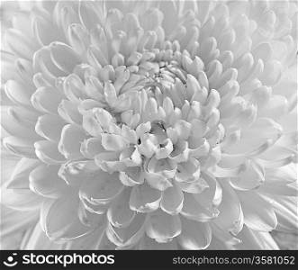 Dahlia flower black and white scanned closeup photo. Shot with view camera. Film grain are possible