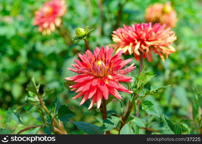 dahlia flowers against a background of a green bush