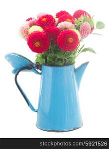 Dahlia flowers. Bunch of dahlia flowers in blue pot isolated on white background