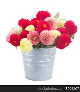 Dahlia flowers. Bunch of dahlia flowers in metal pot isolated on white background