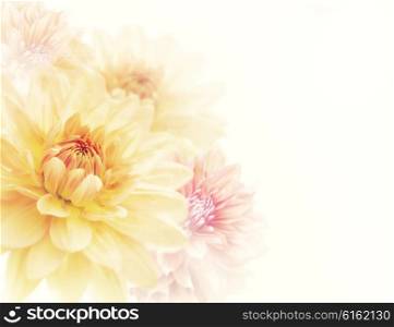 Dahlia Flowers Close Up ,soft focus