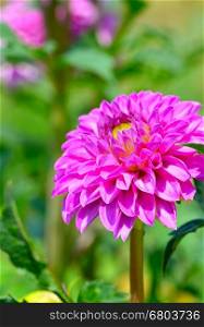 Dahlia on a background of flowerbeds. Focus on a flower. Shallow depth of field
