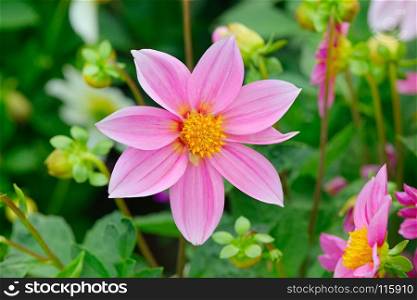 Dahlia on background of flowerbeds. Focus on flower. Shallow depth of field.