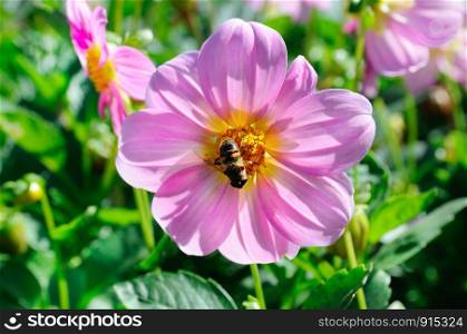 Dahlia on background of flowerbeds. Focus on flower. Shallow depth of field. In the center of the flower, a bee collects nectar.
