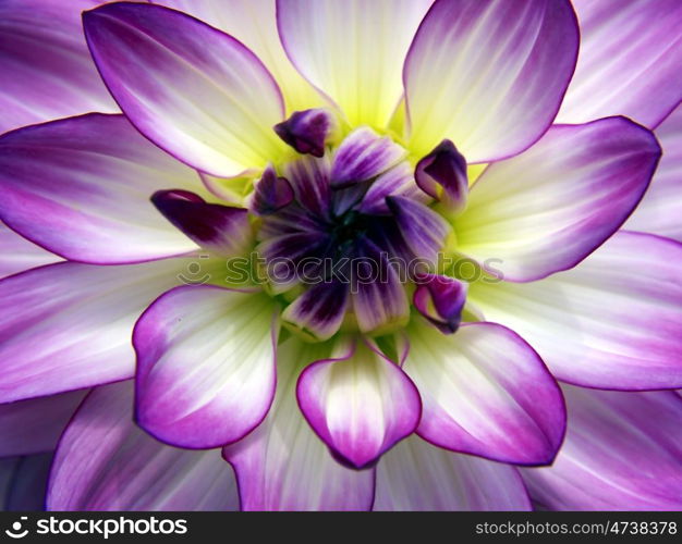 dahlia whitepurple. whitepurple blossom of a dahlia in summer