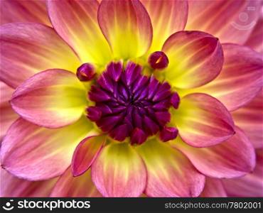 Dahlie-gelb-pink. dahlia in summer in yellow and pink