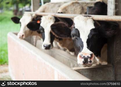 dairy cattle breeding farms located in the area of farmers.