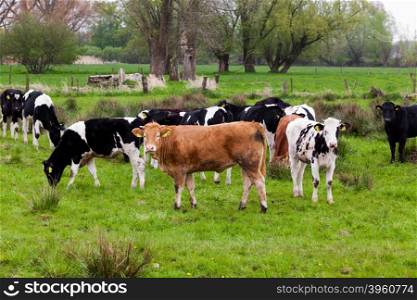dairy cow. Cow grazing on a green meadow.