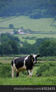 Dairy cow in a field with a farm in the background