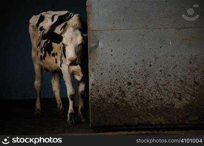 Dairy cow leaving the milking parlour