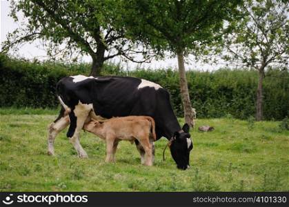 Dairy cow with young calf