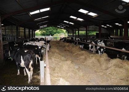 Dairy cows eating hay after being milked