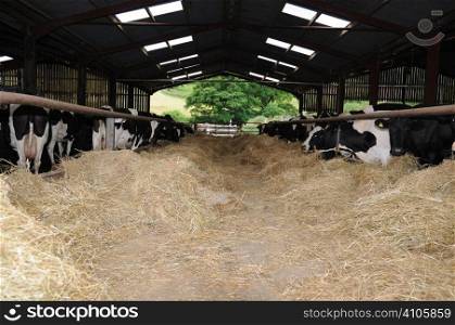 Dairy cows eating hay after being milked
